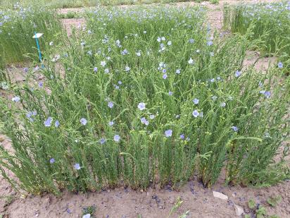 Click for 1 image(s) for this accession.